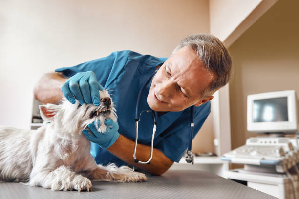 Best Emergency Dental Care for Broken or Chipped Teeth in Saranap, CA